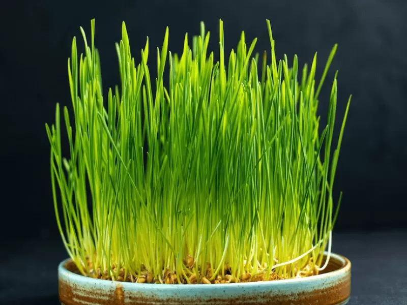 Живи200 — производитель сока из проростков пшеницы