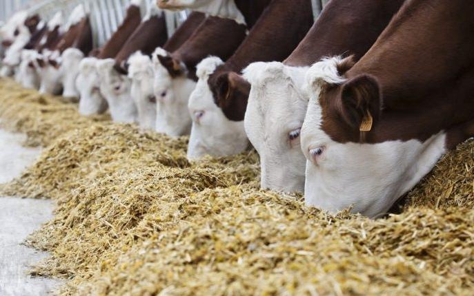 Оптовая продажа кормов «Грассагро»